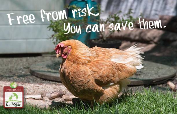 Hen campaign