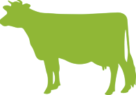 vaca